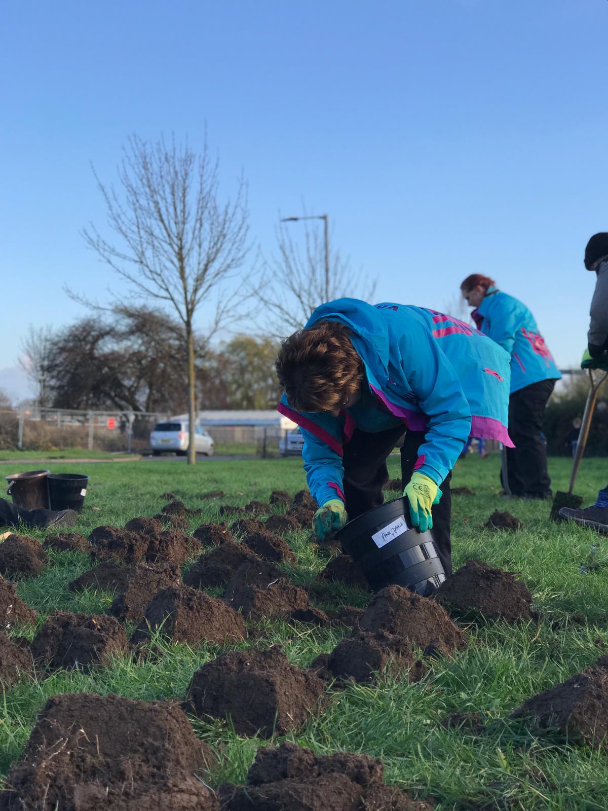 Tulips are coming! Volunteers launch new community project